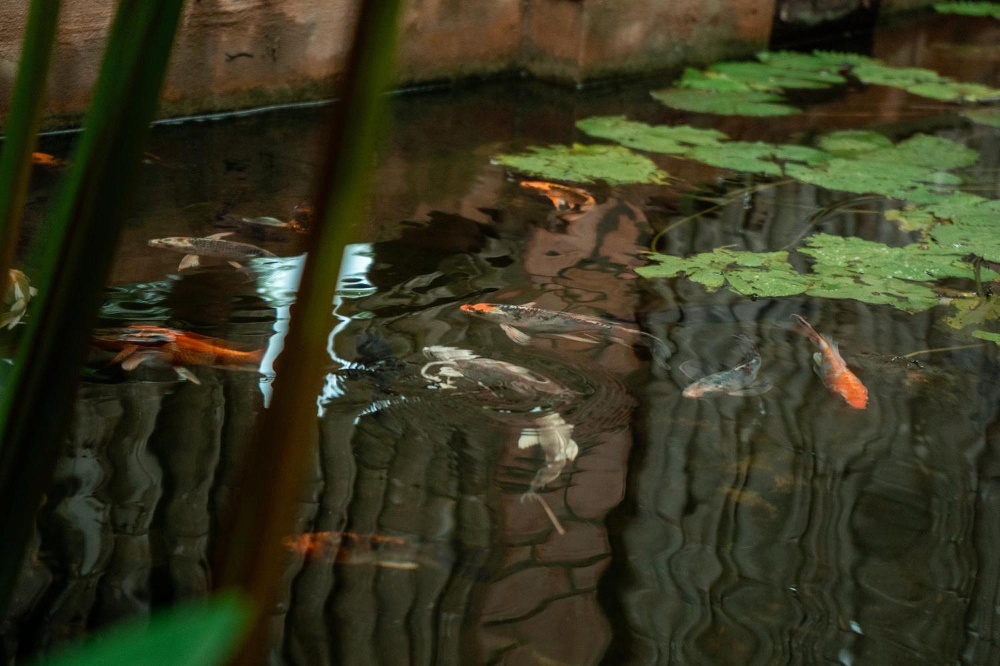 Jungle Sanctuary Hotel Siem Reap Extérieur photo